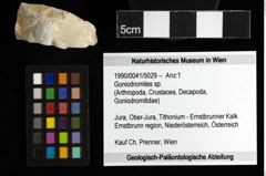 Foto (Objekt + Etiketten) von Goniodromites sp. 
